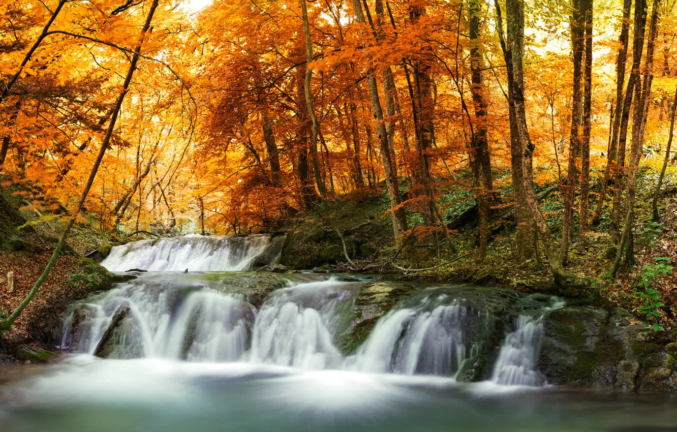 Фото обои осень, лес, деревья, пейзаж, природа, река, водопад, поток
