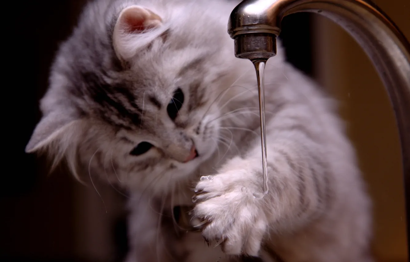 Фото обои cat, cute, curiosity, walpaper