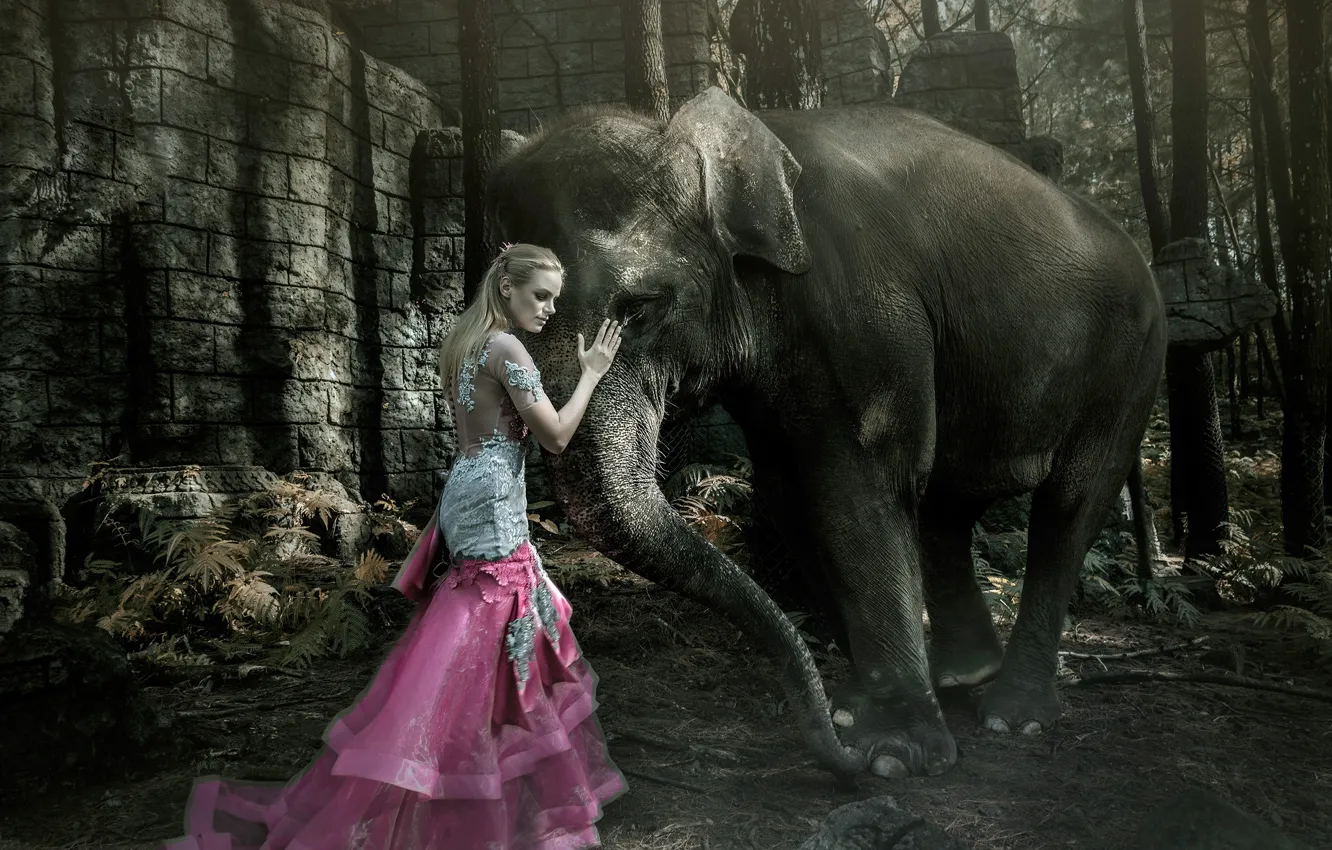 Фото обои девушка, слон, ситуация