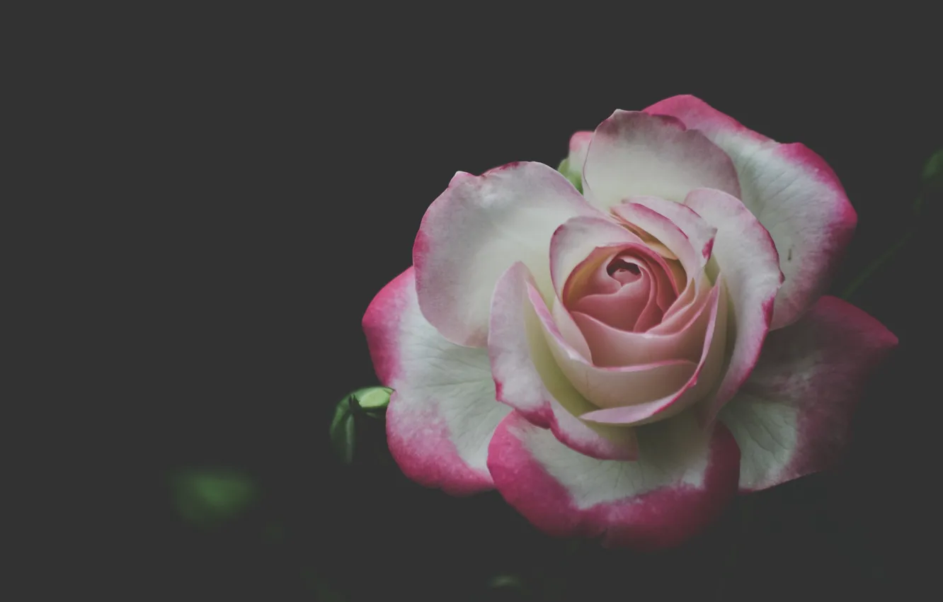 Фото обои фон, роза, лепестки