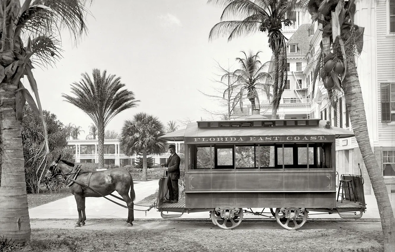 Фото обои ретро, пальма, Флорида, США, 1903-й год, конка