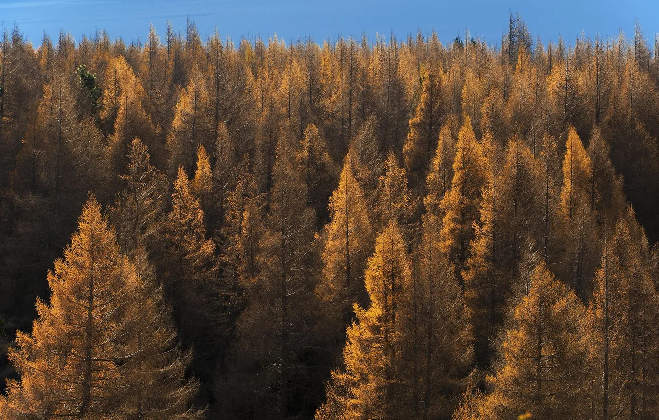 Фото обои осень, лес, деревья, природа