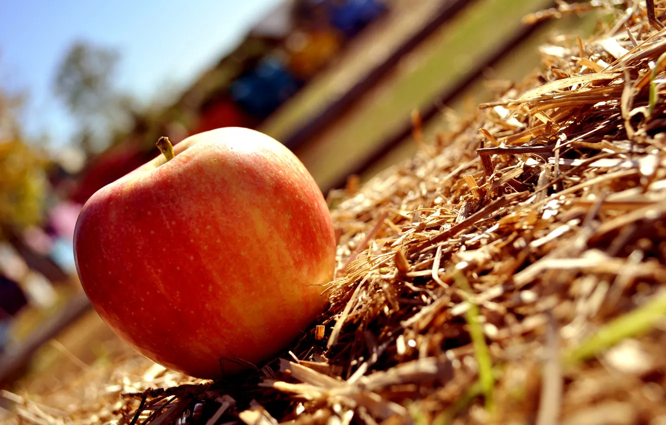 Фото обои трава, солнце, макро, красное, яблоко