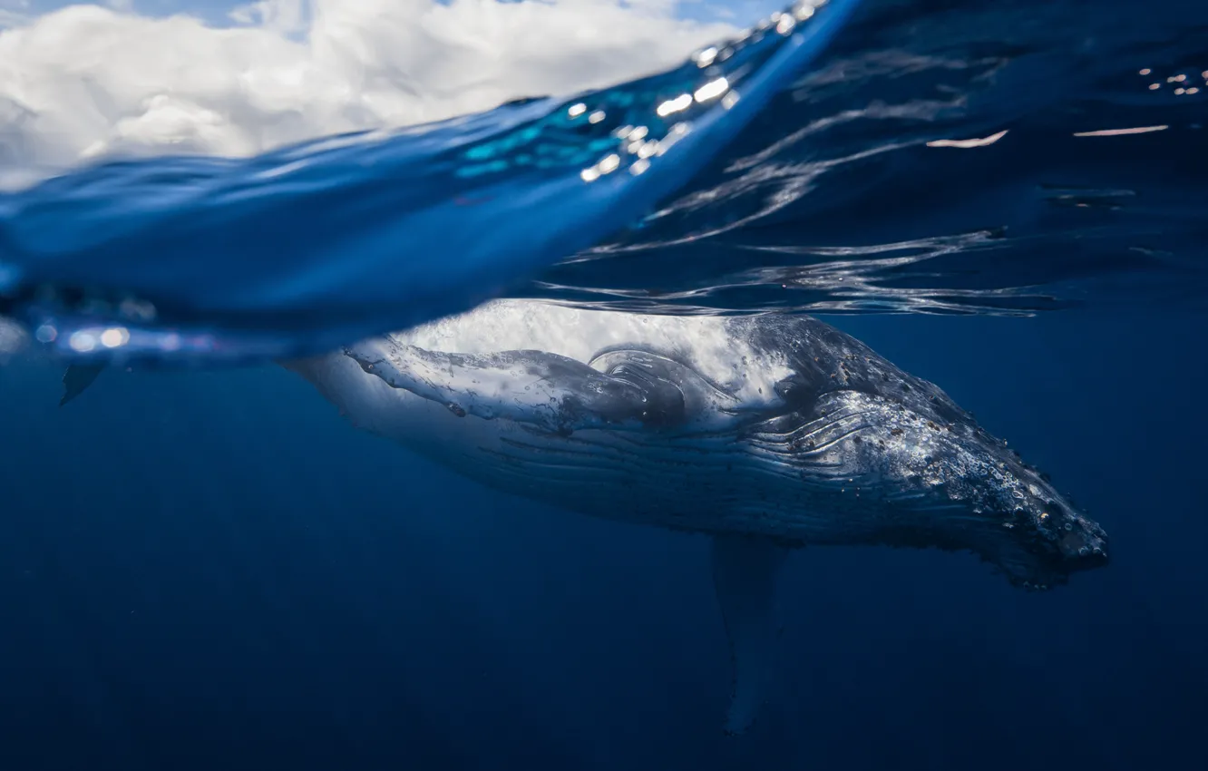 Фото обои море, океан, млекопитающее, горбатый кит