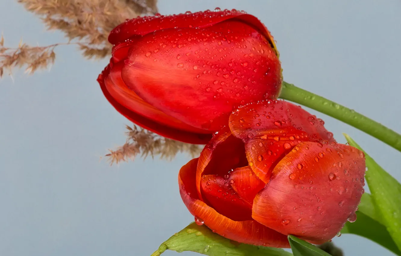 Фото обои цветы, растения, тюльпаны, натюрморт, композиция