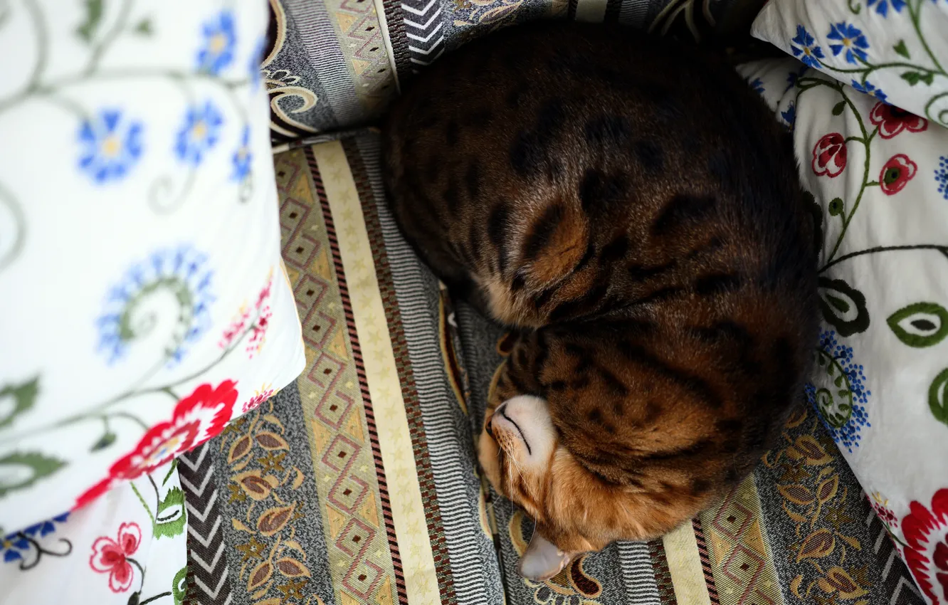 Фото обои кошка, кот, уют, диван, подушки, спит, лежит, бенгальская