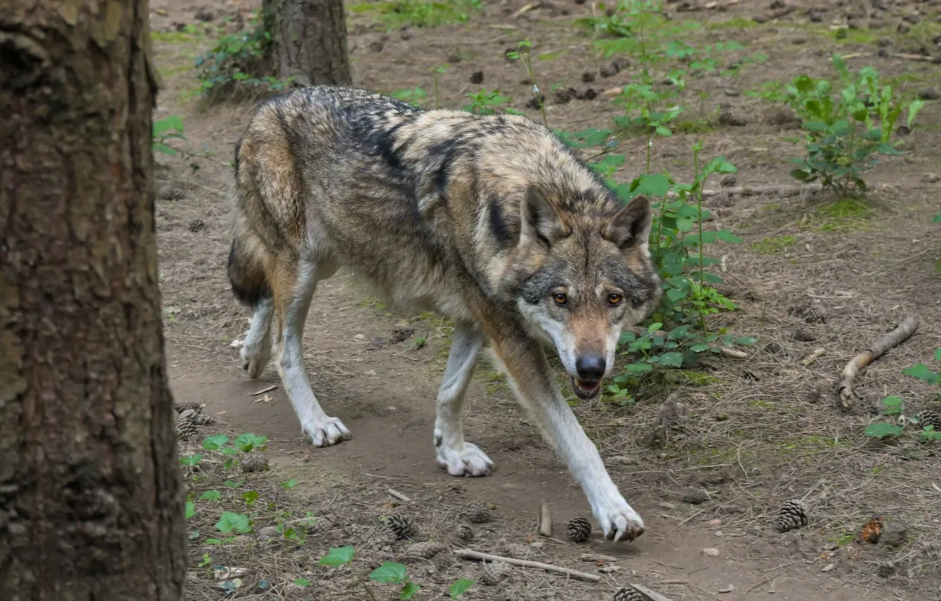 Фото обои fantasy, nature, art, snow, predator, face, animal, wolf