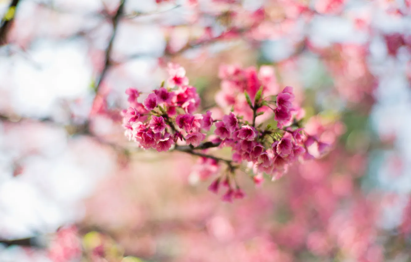 Фото обои цветы, ветки, дерево, весна, Сакура, розовые, цветение, боке