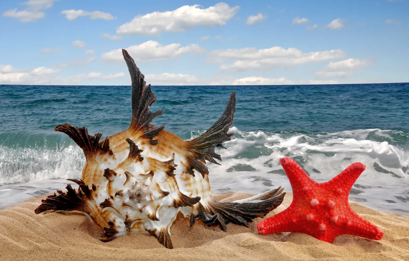 Фото обои песок, море, пляж, звезда, ракушка, sea, sand, seashell