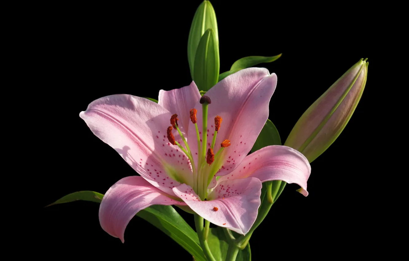 Фото обои цветок, макро, фон, розовая, лилия