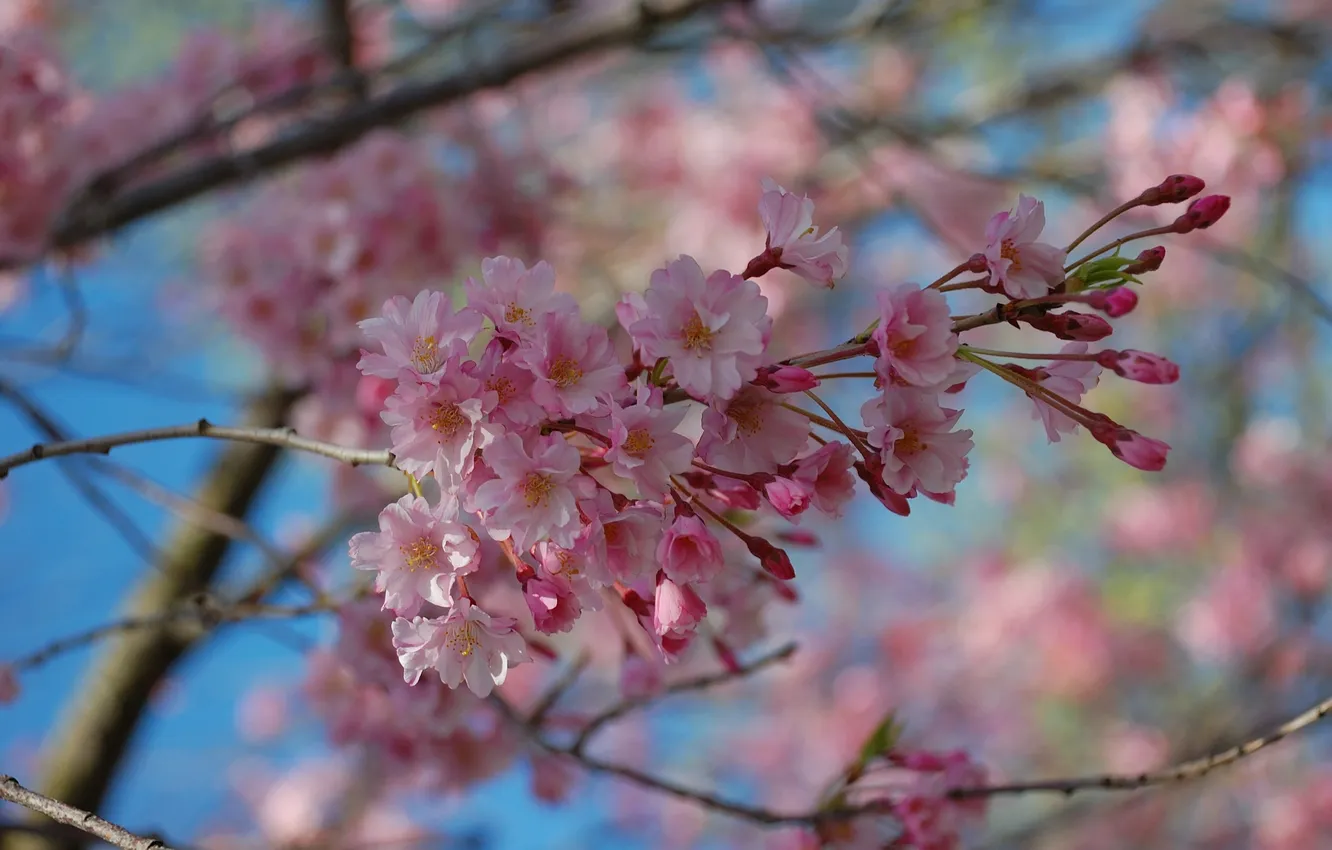 Фото обои небо, деревья, цветы, природа, ветка, весна, розовые, цветение