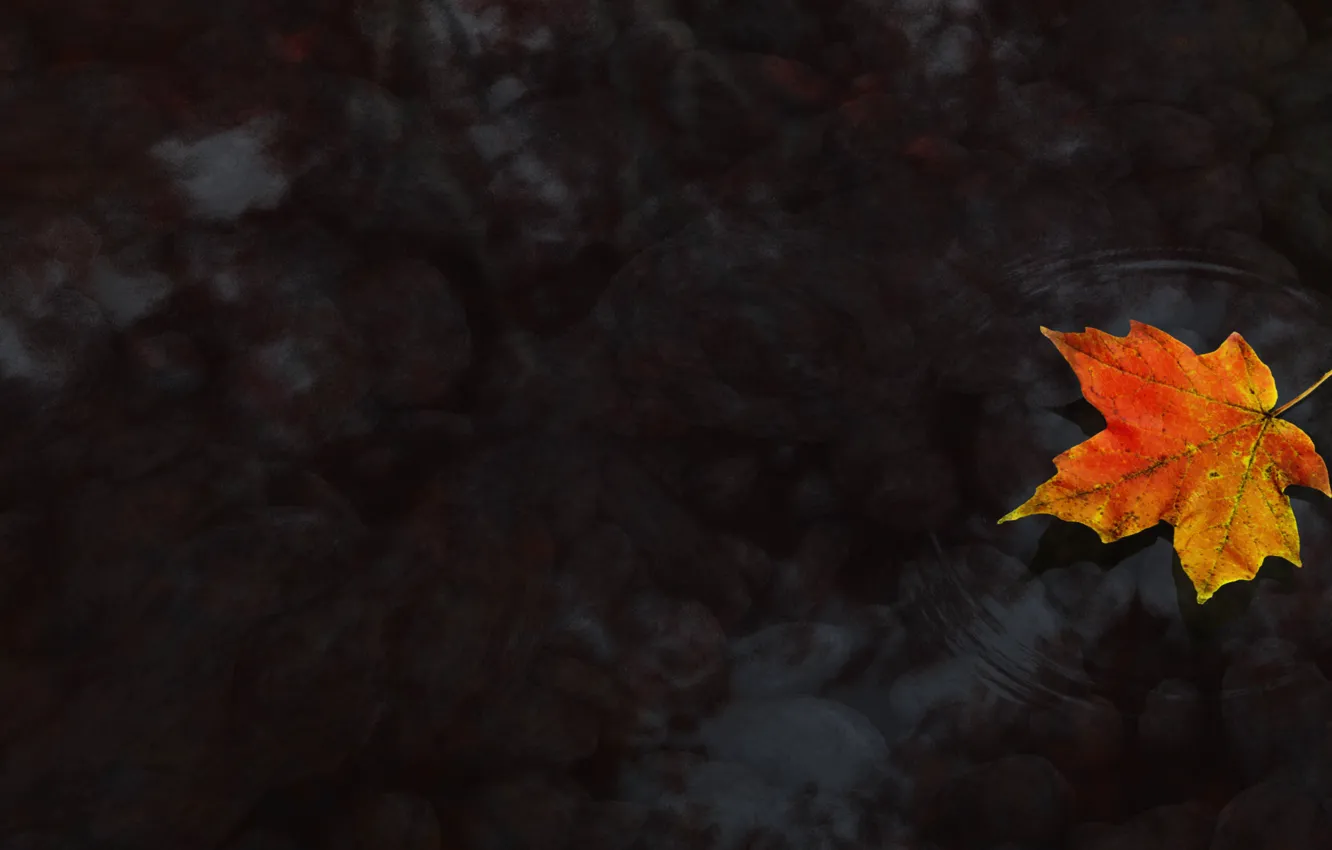 Фото обои Вода, Осень, Кленовый лист, Клён
