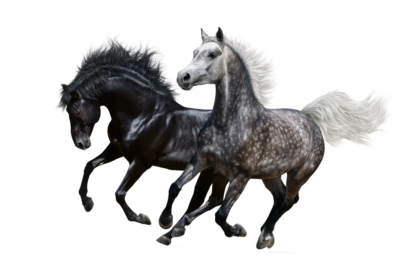 Фото обои кони, лошади, бег, пара, белый фон