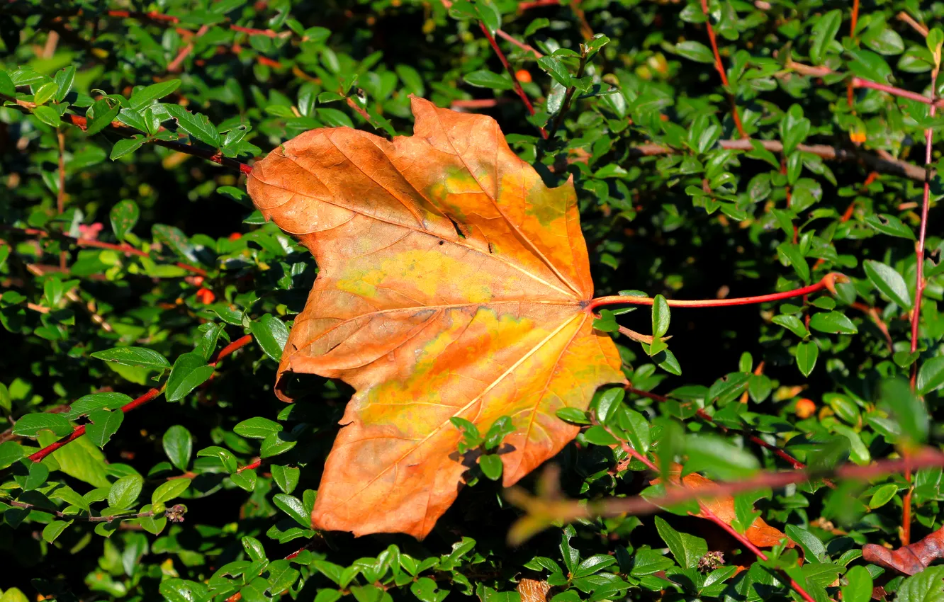 Фото обои yellow, leaf, fall
