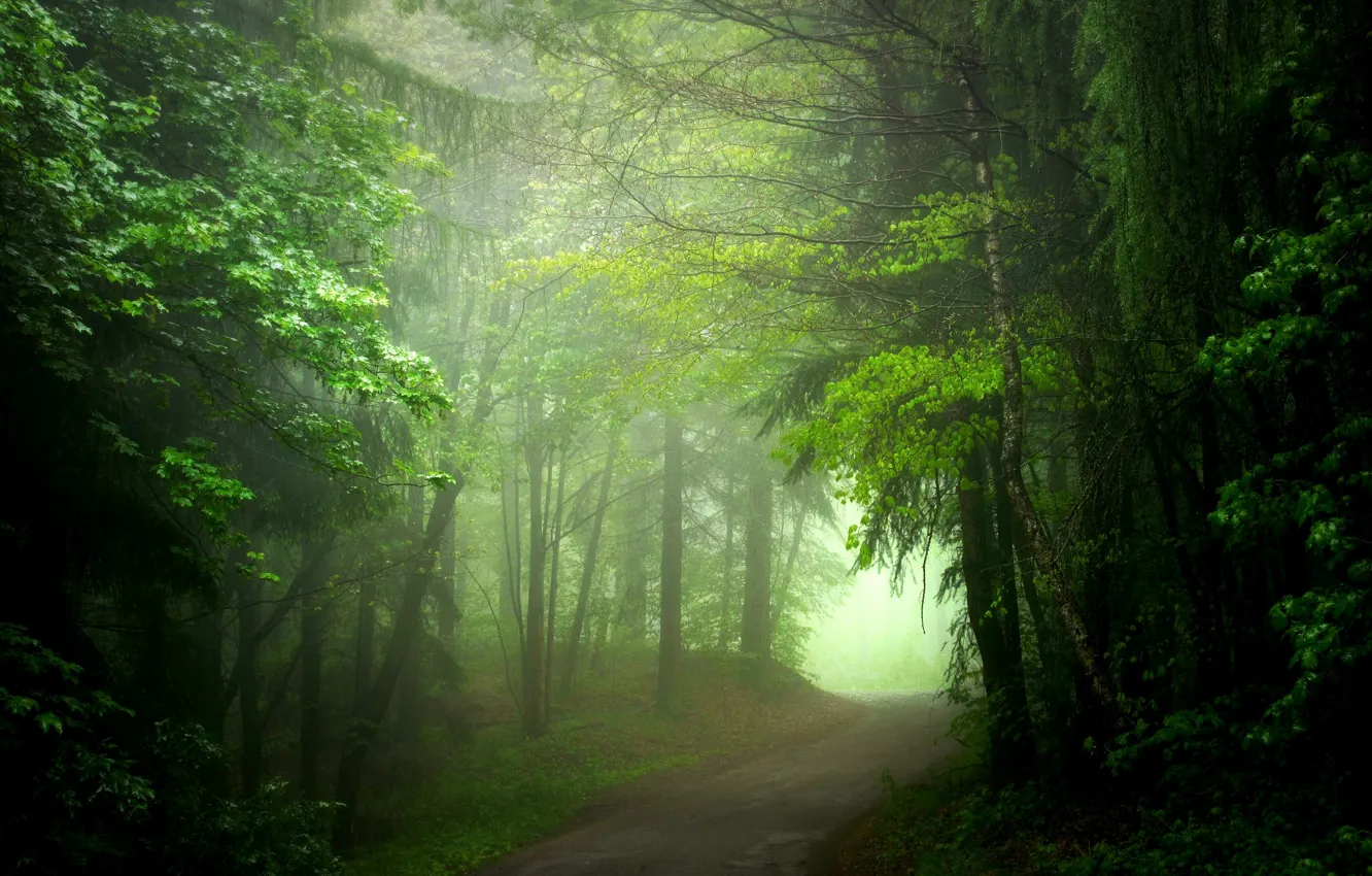 Фото обои дорога, лес, лето, туман