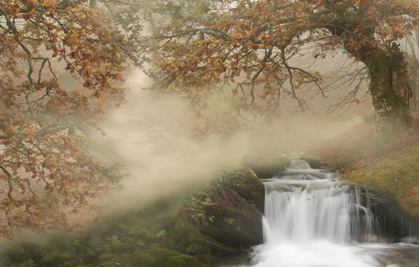 Фото обои осень, лес, деревья, ветки, природа, туман, камни, водопад