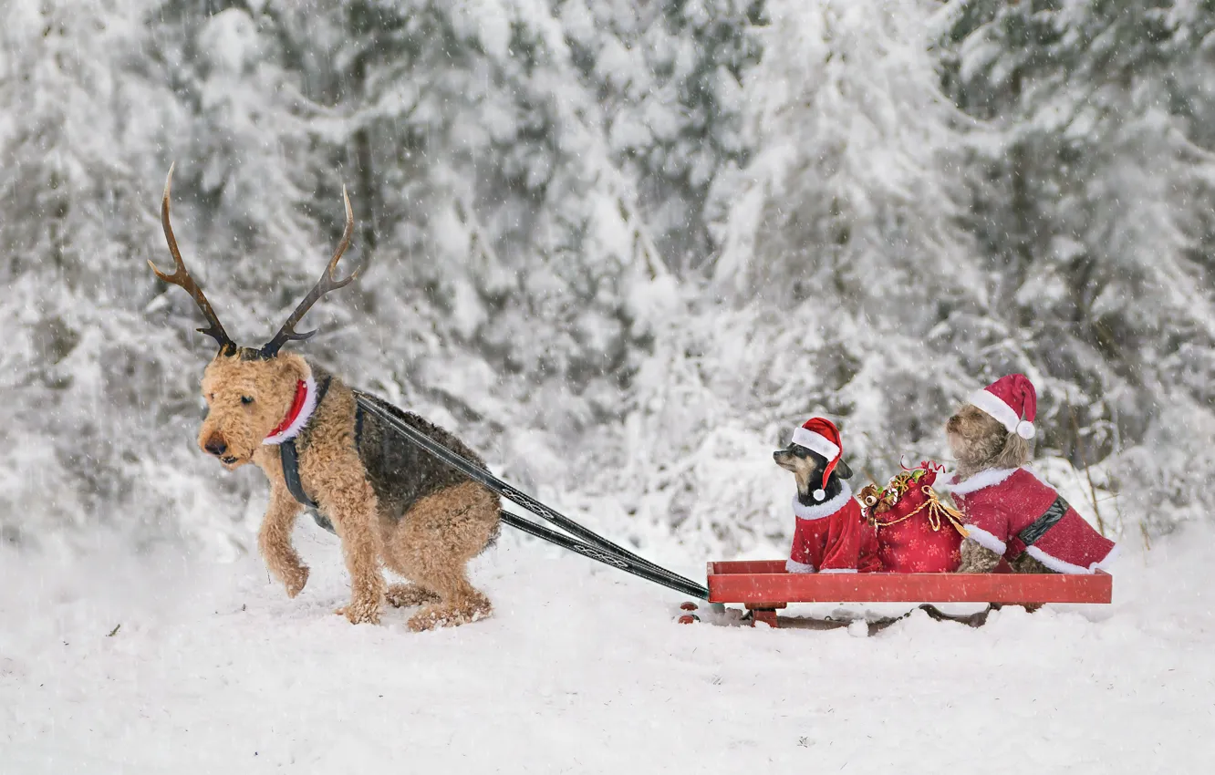 Фото обои зима, собаки, снег, Рождество, Новый год, рога, сани, мешок с подарками