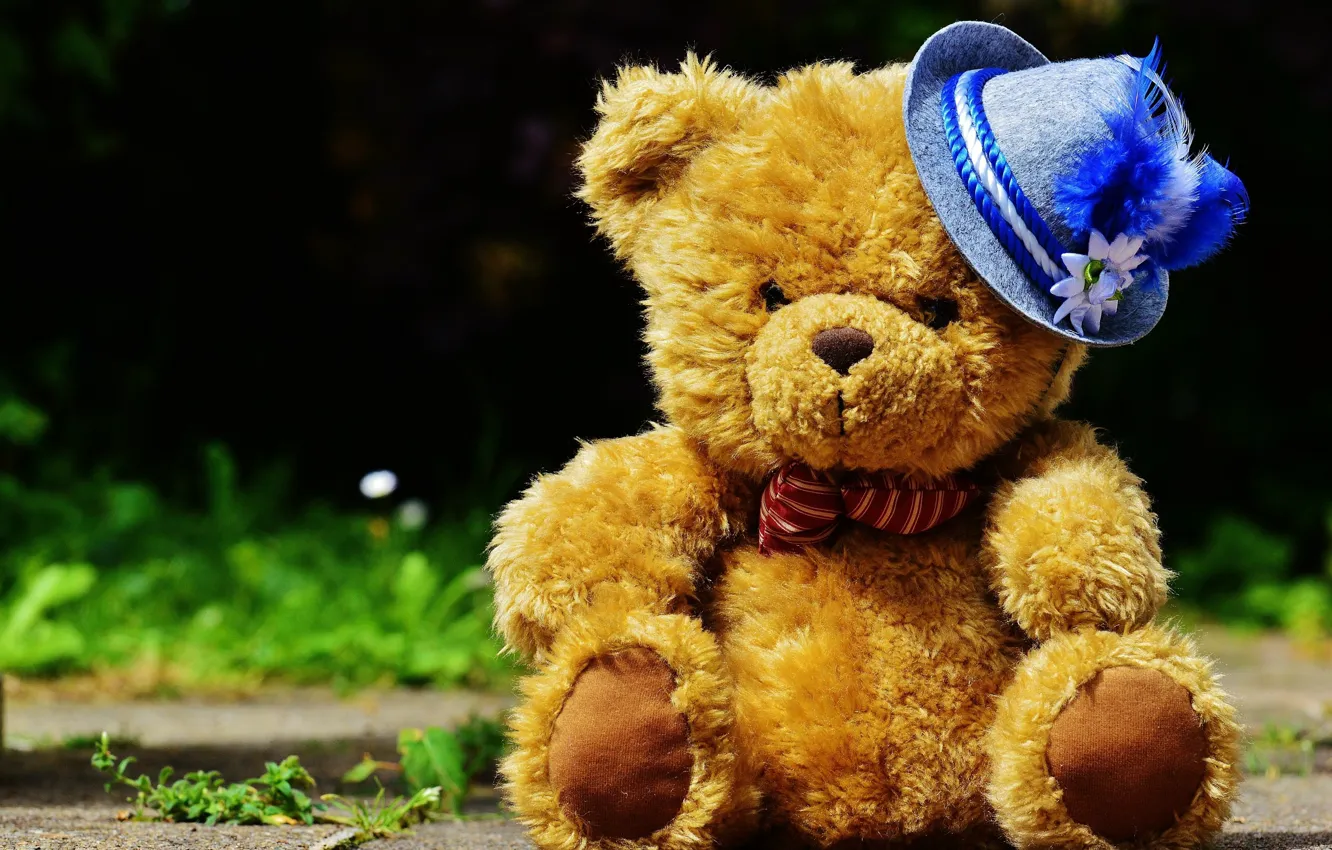 Фото обои шляпка, teddy bear, плюшевый мишка