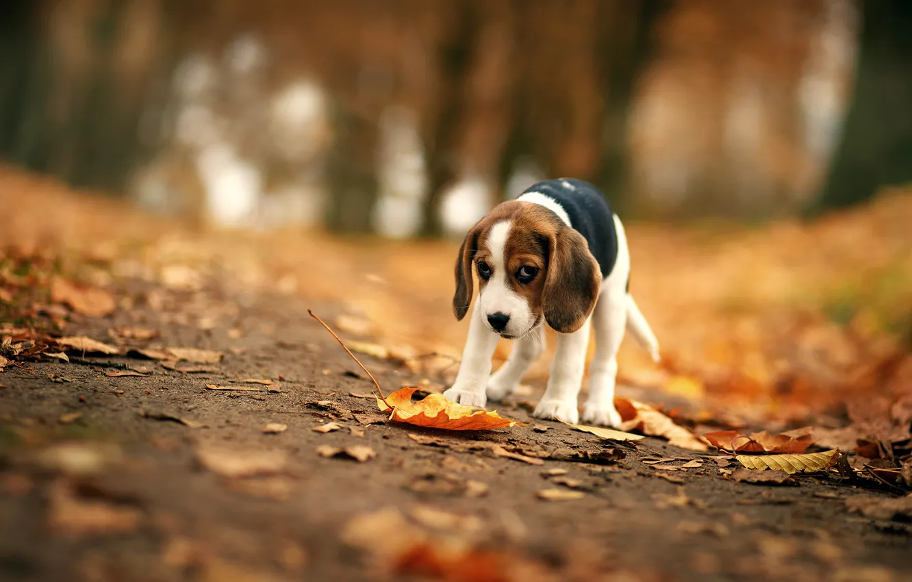 Фото обои осень, взгляд, друг, собака, бигль