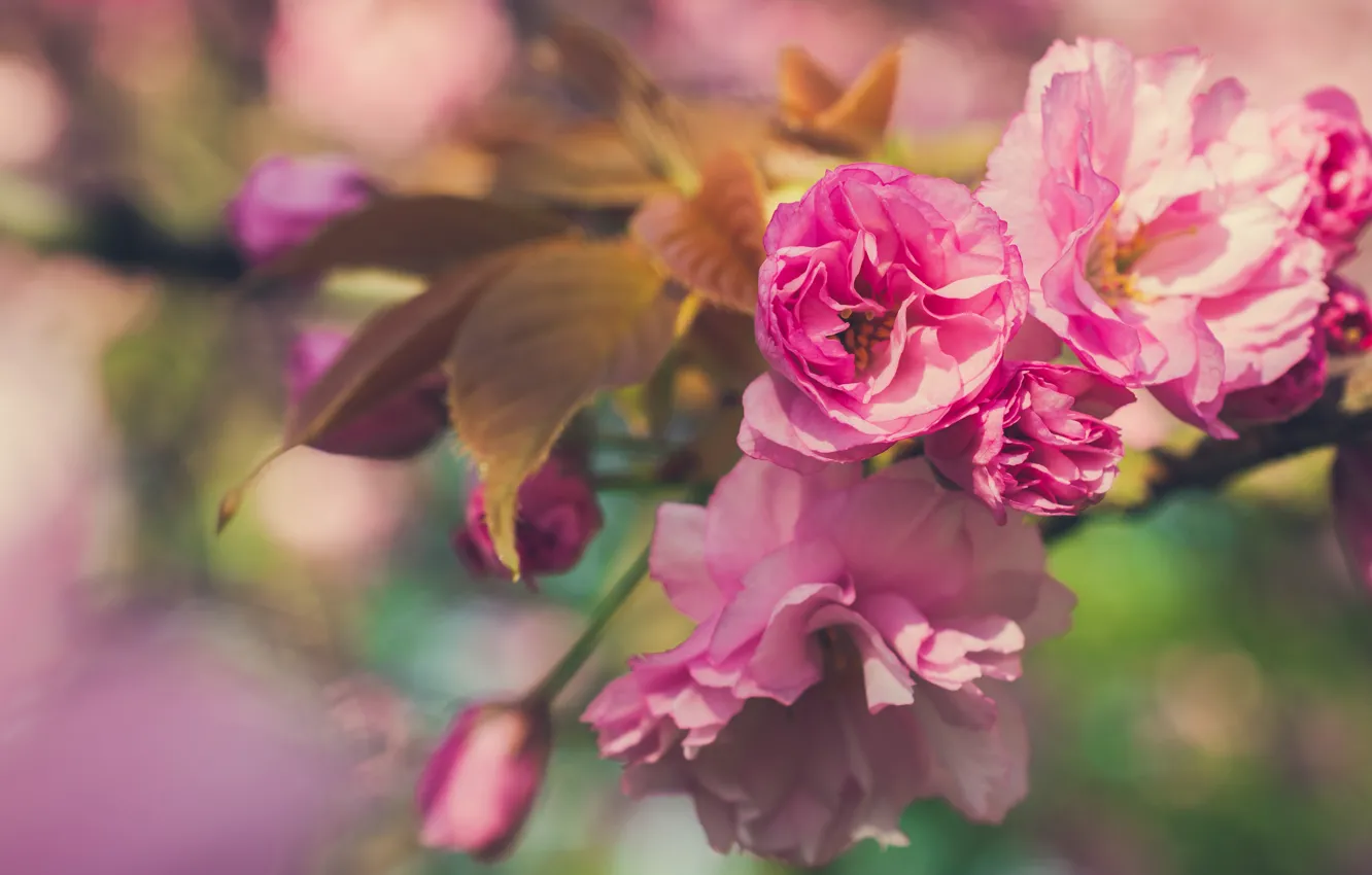 Фото обои макро, цветы, ветка, весна, сакура, розовые, цветение, боке