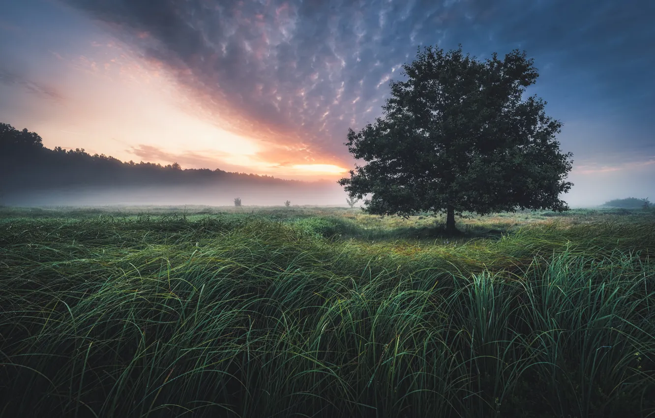 Фото обои трава, облака, дерево, утро