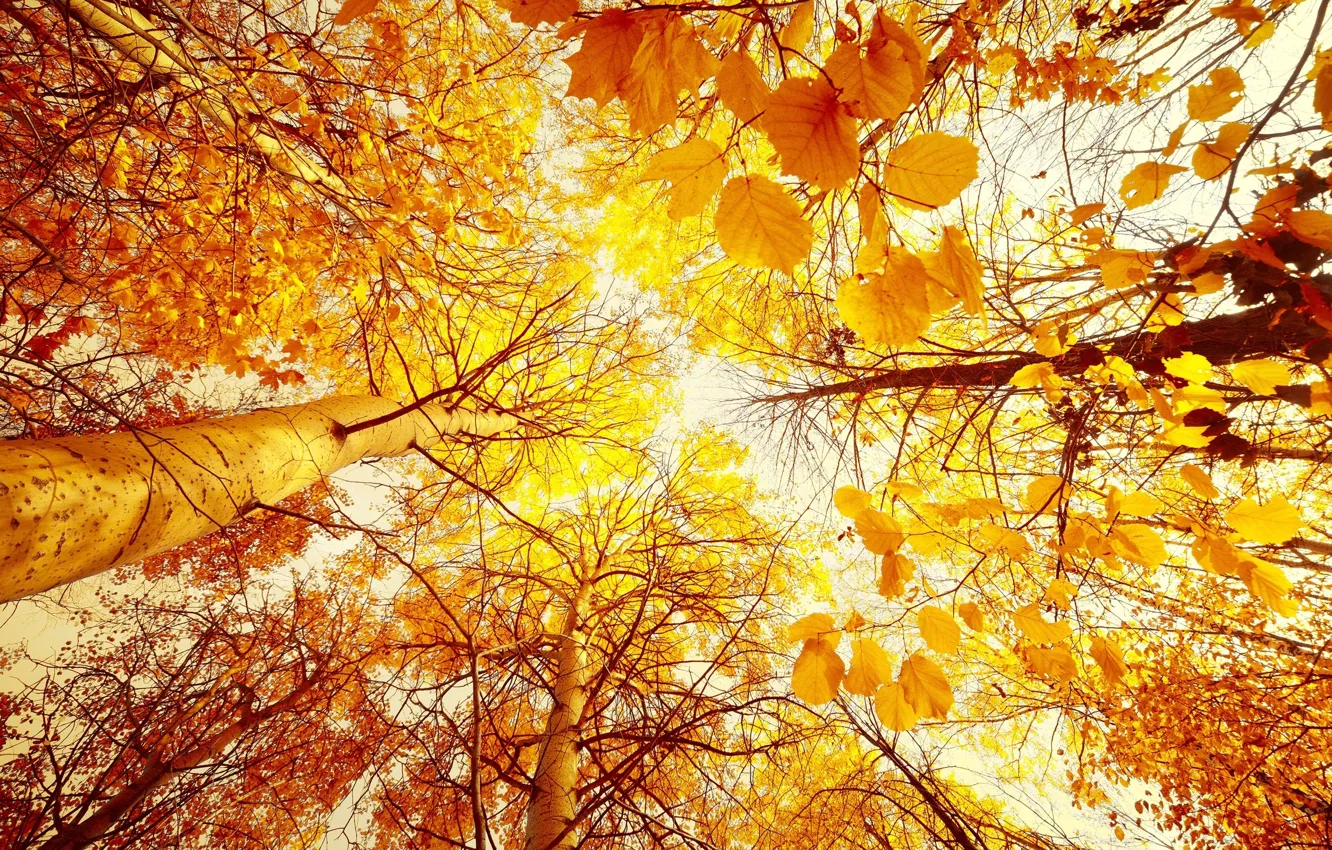 Фото обои осень, деревья, листва, Золотая