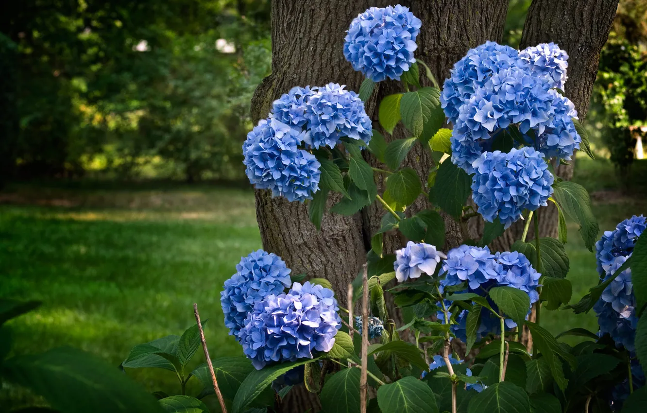 Фото обои цветы, синий, природа, дерево, ствол, гортензия, Hydrangea