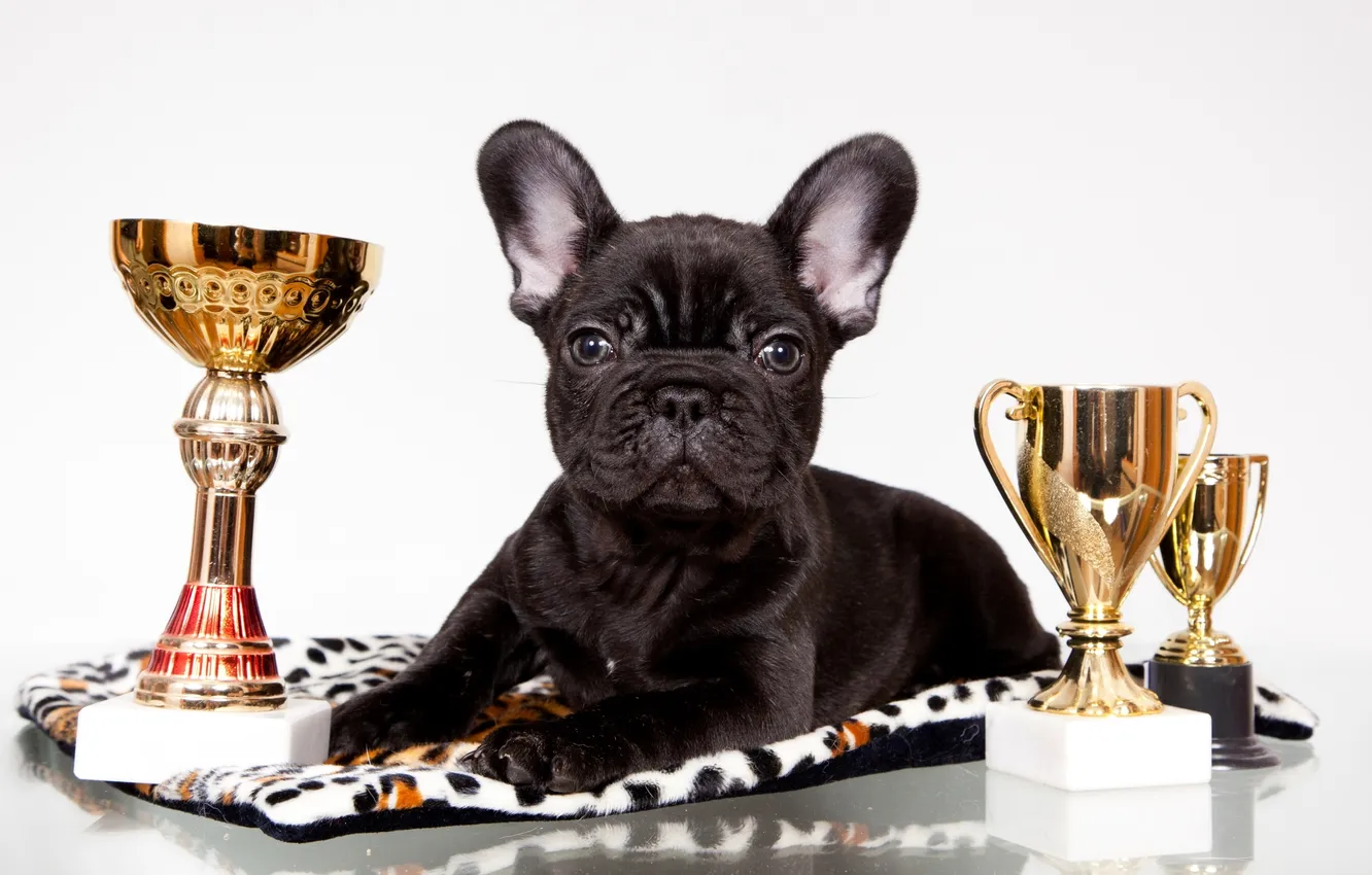 Фото обои черный, награды, щенок, бульдог, французский, кубки