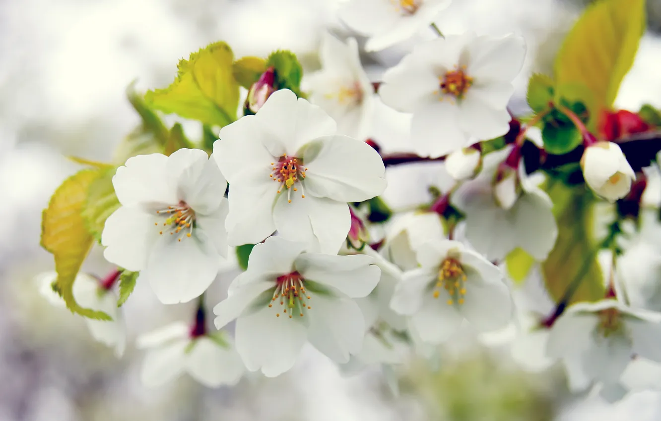 Фото обои дерево, ветка, весна, яблоня, цветение