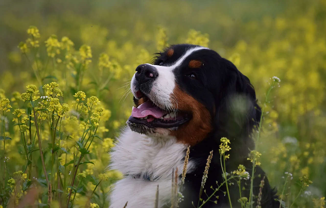 Фото обои морда, радость, цветы, собака, Бернский зенненхунд
