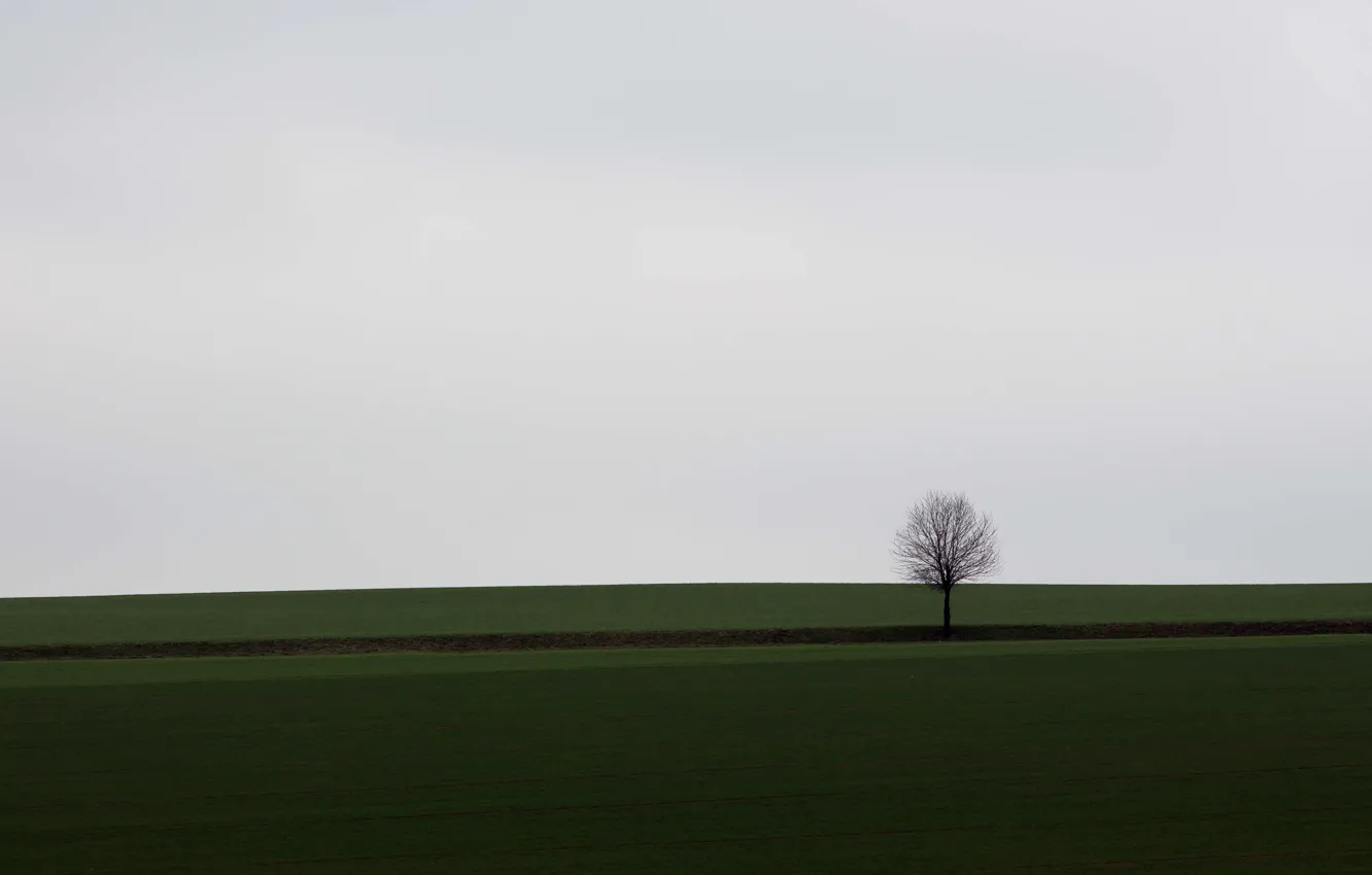 Фото обои field, tree, countryside, cloudy