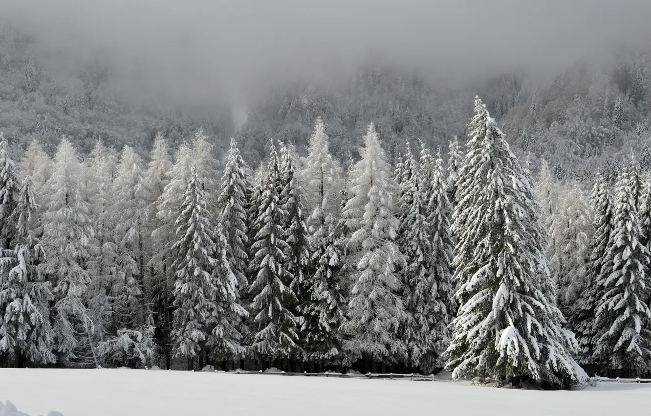 Фото обои forest, landscape, nature, tree