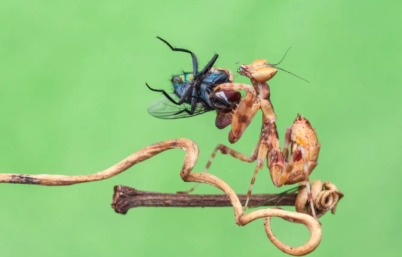 Фото обои макро, муха, фон, богомол, насекомое