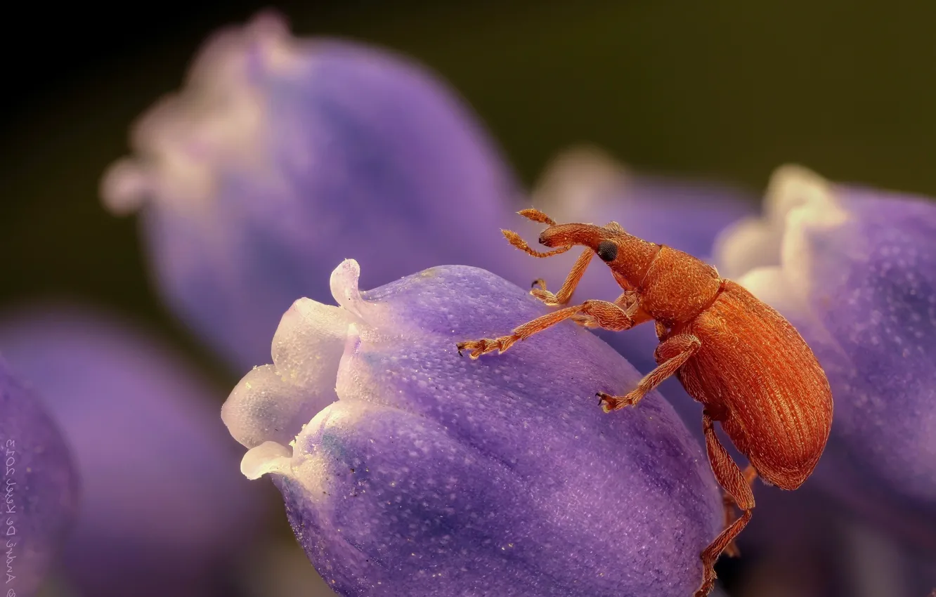 Фото обои макро, цветы, жук, весна