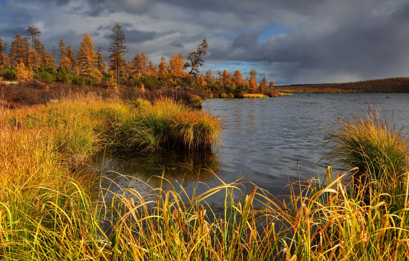 Фото обои осень, трава, деревья, пейзаж, тучи, природа, озеро, растительность