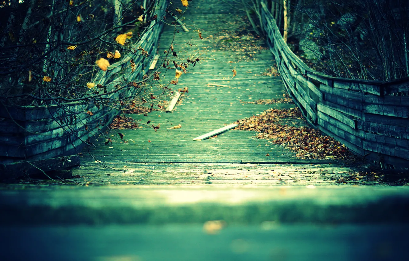 Фото обои осень, листья, ветки, мост, доски, желтые