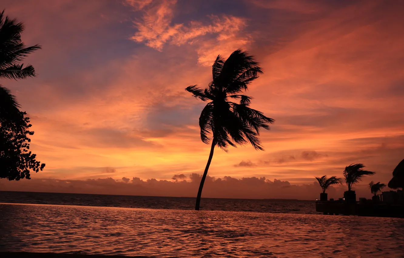 Фото обои море, закат, пальмы