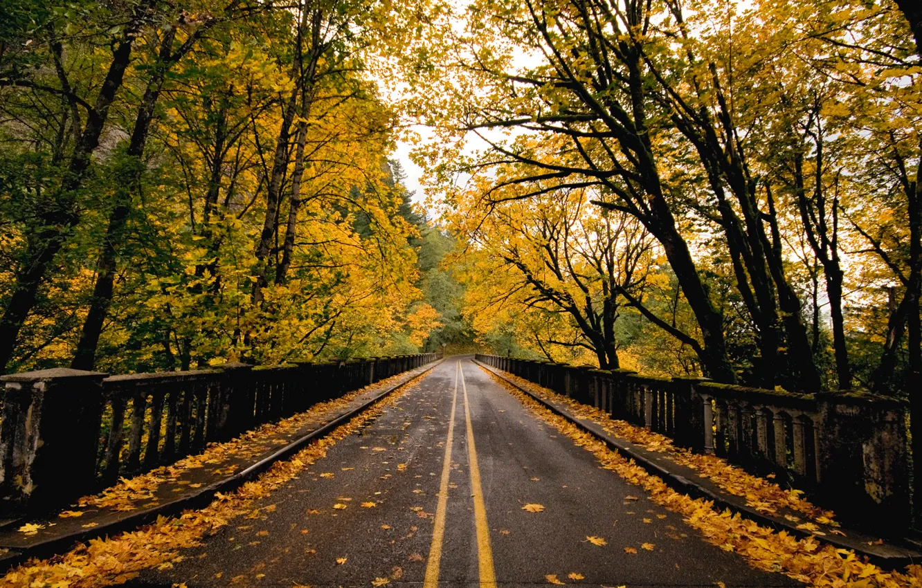 Фото обои дорога, осень, мост, природа, листва