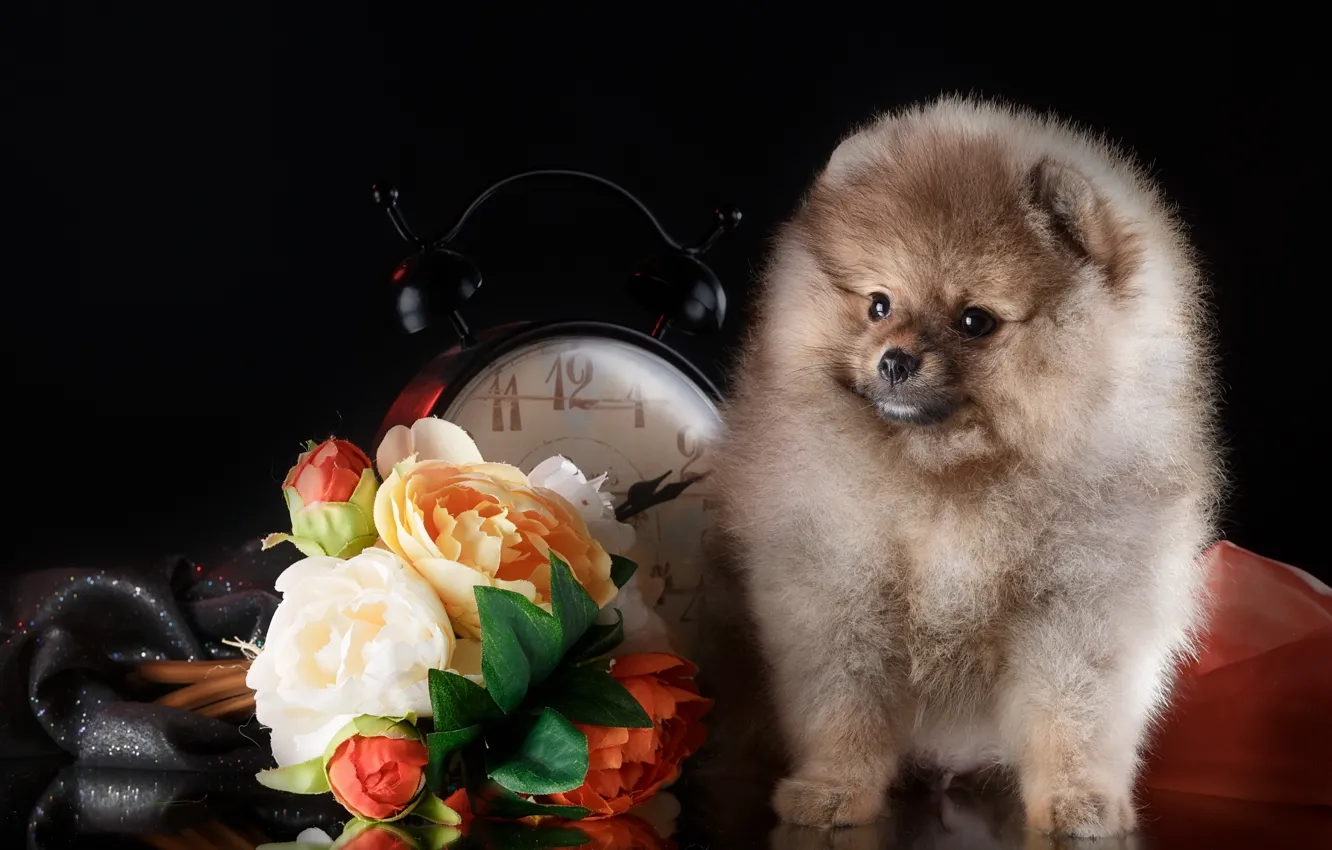 Фото обои цветы, часы, щенок, шпиц