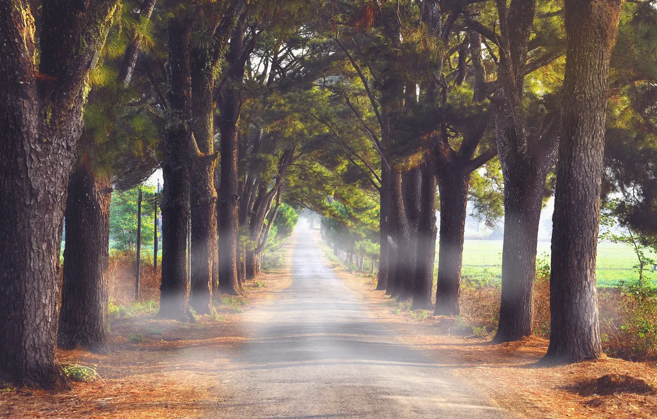 Фото обои дорога, осень, свет, деревья, туман, парк, дорожка, тени