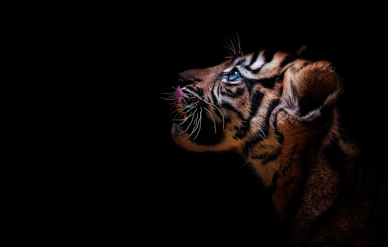 Фото обои взгляд, тигр, портрет, профиль, детёныш, котёнок, мордашка, дикая кошка