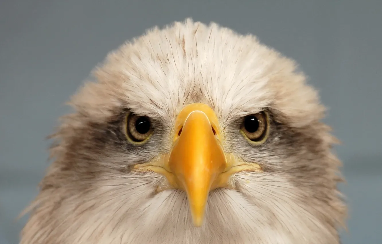 Фото обои природа, Bald Eagle, bird of prey