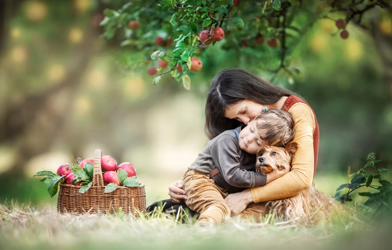Фото обои девушка, любовь, корзина, женщина, яблоки, собака, мальчик, яблоня