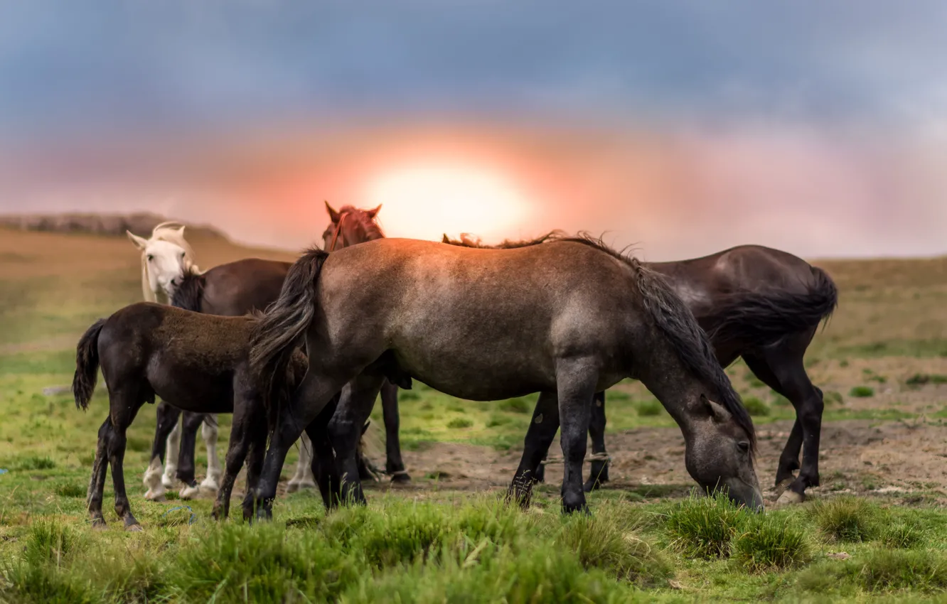 Фото обои поле, закат, кони, лошади, стадо, табун