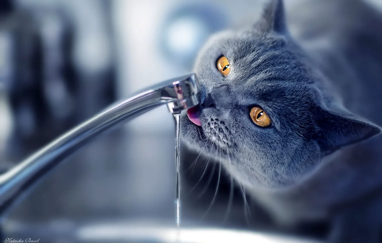 Фото обои кран, Кот, лакает, пьёт воду