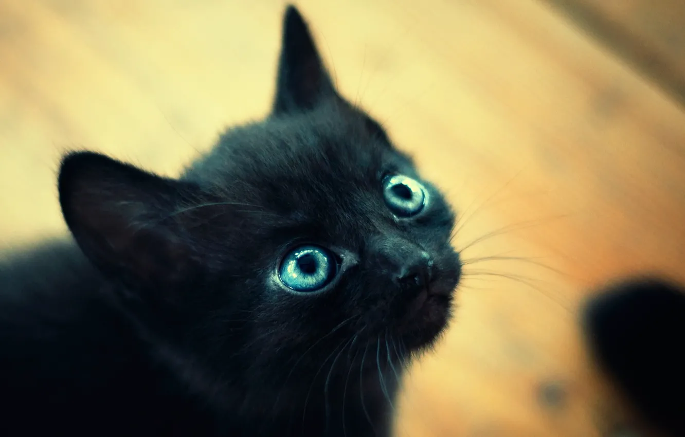 Фото обои глаза, макро, котенок, черный, маленький, голубые, мордочка