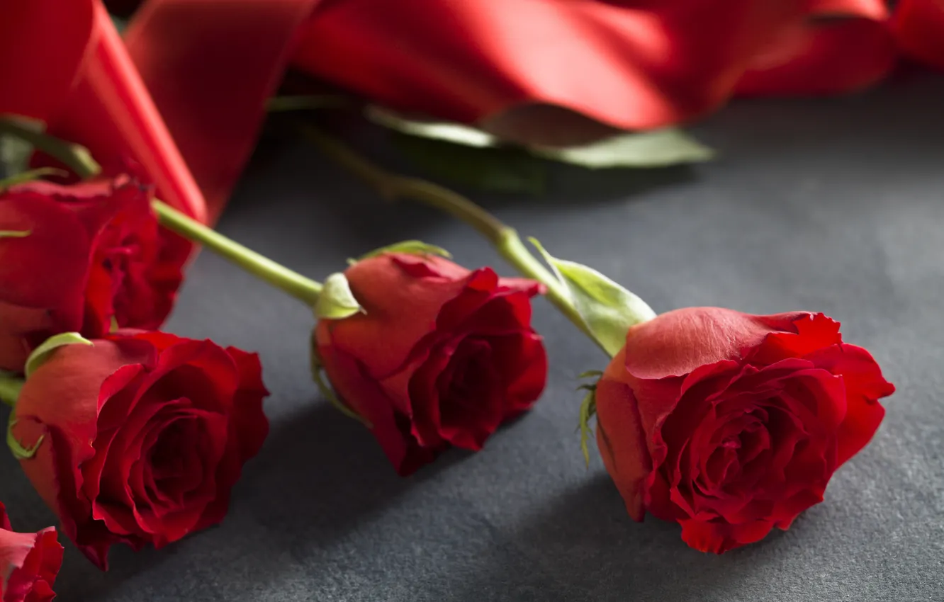 Фото обои лента, red, love, romantic, roses, красные розы, valentine`s day