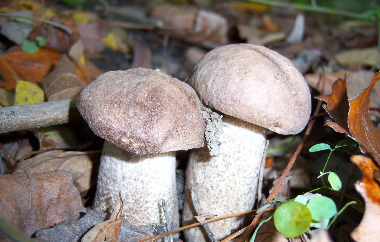 Фото обои грибы, пара, грибочки, Mamala ©