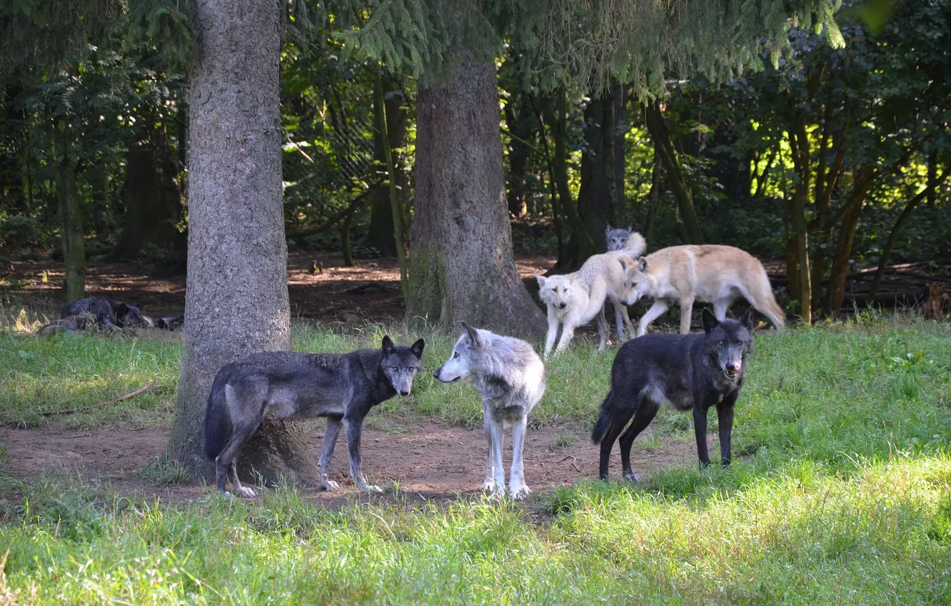 Фото обои nature, snow, predator, face, animal, wolf, wolves, wildlife