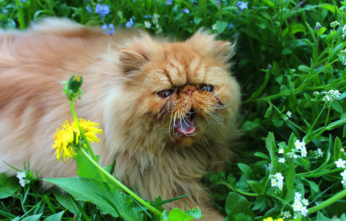 Фото обои зелень, язык, кошка, цветок, кот, усы, взгляд, морда